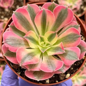 Pink Witch Aeonium Live Plant – Rare Succulent – 4 Inch Pot – Indoor/Outdoor - Image 2