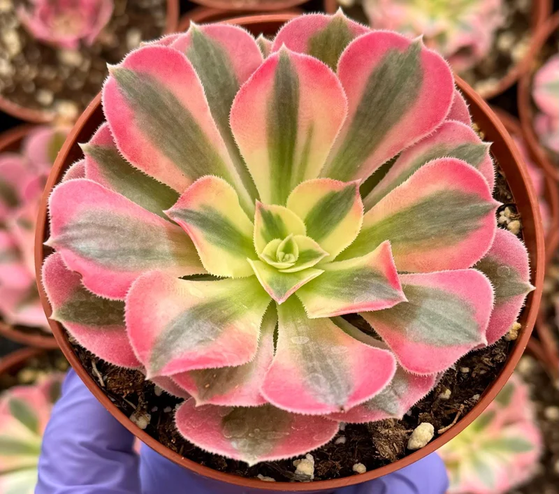 Pink Witch Aeonium Live Plant – Rare Succulent – 4 Inch Pot – Indoor/Outdoor - Image 2