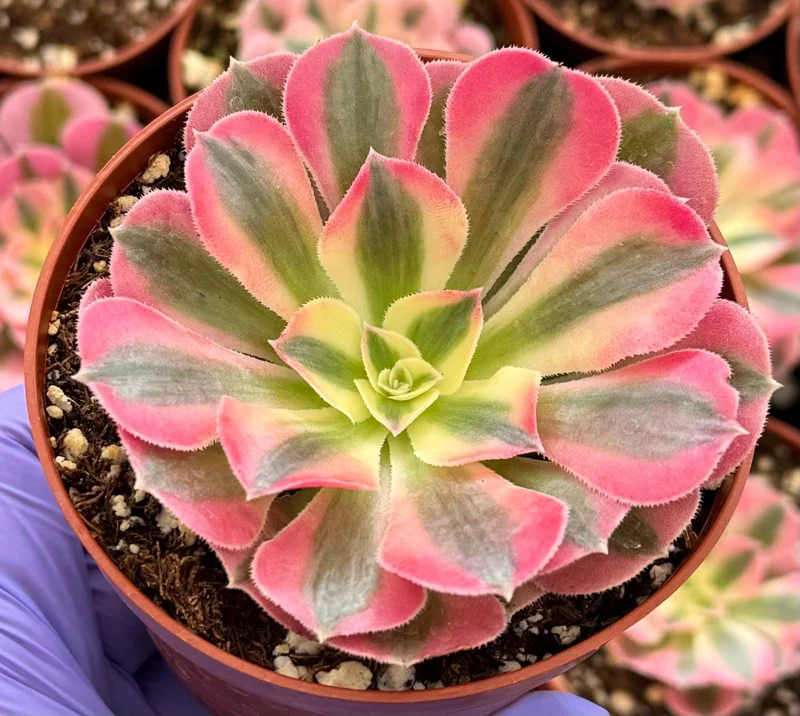Pink Witch Aeonium Live Plant – Rare Succulent – 4 Inch Pot – Indoor/Outdoor - Image 3
