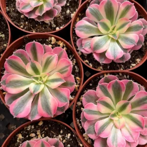 Pink Witch Aeonium Live Plant – Rare Succulent – 4 Inch Pot – Indoor/Outdoor - Image 4