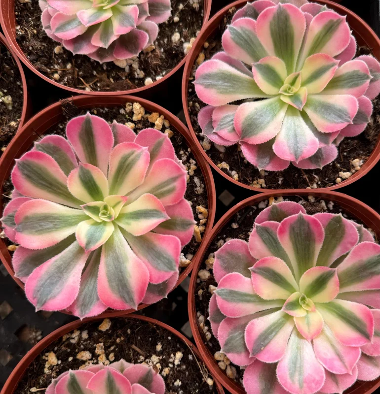 Pink Witch Aeonium Live Plant – Rare Succulent – 4 Inch Pot – Indoor/Outdoor - Image 4