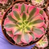 Pink Witch Aeonium Live Succulent Plant – Rare Pink Foliage – 4 Inch Pot - Image 1