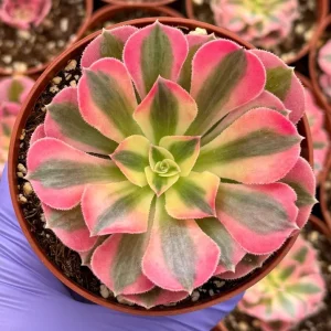 Pink Witch Aeonium Live Succulent Plant – Rare Pink Foliage – 4 Inch Pot - Image 1