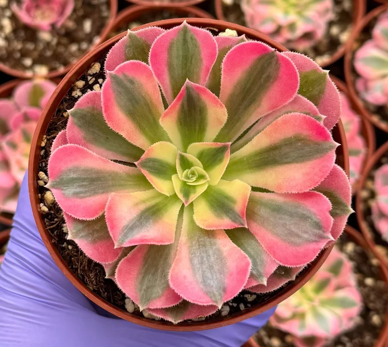 Pink Witch Aeonium Live Succulent Plant – Rare Pink Foliage – 4 Inch Pot - Image 1