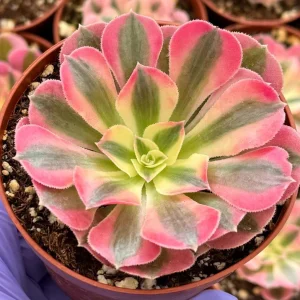 Pink Witch Aeonium Live Succulent Plant – Rare Pink Foliage – 4 Inch Pot - Image 3