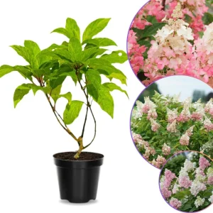 Pinky Winky Hydrangea Tree Live Plant – 4 inch Pot, 1 Year Old – Outdoor Shrub - Image 3
