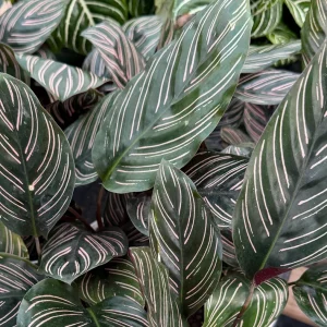 Pinstripe Calathea Ornata Live Houseplant - Tropical Foliage Plant in 4 Inch Pot - Image 3