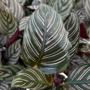 Pinstripe Calathea Ornata Live Houseplant - Tropical Foliage Plant in 4 Inch Pot - Image 1