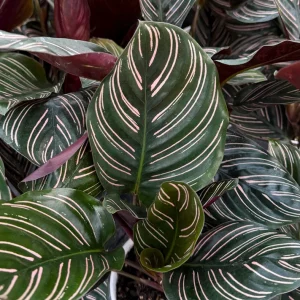 Pinstripe Calathea Ornata Live Plant – Tropical Houseplant – 4 Inch Pot - Image 2