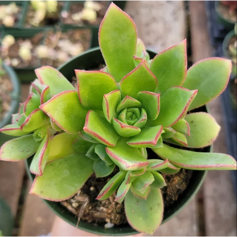 Pinwheel Aeonium Succulent Live Plant - Aeonium Haworthii 2 Inch Pot - Image 2