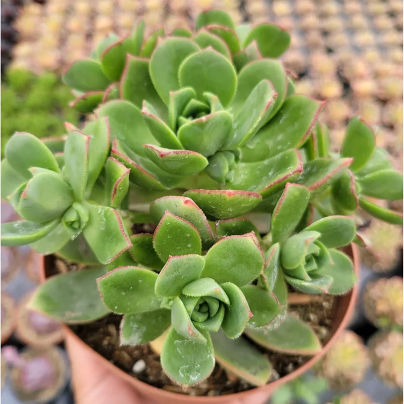 Pinwheel Aeonium Succulent Live Plant - Aeonium Haworthii 2 Inch Pot - Image 3