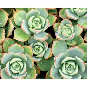 Pinwheel Aeonium Succulent Live Plant - Aeonium Haworthii 2 Inch Pot - Image 4