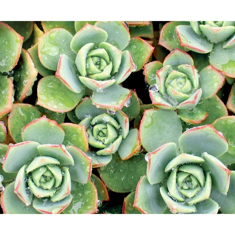 Pinwheel Aeonium Succulent Live Plant - Aeonium Haworthii 2 Inch Pot - Image 4