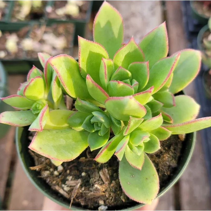 Pinwheel Aeonium Succulent Live Plant - Aeonium Haworthii 2 Inch Pot - Image 5