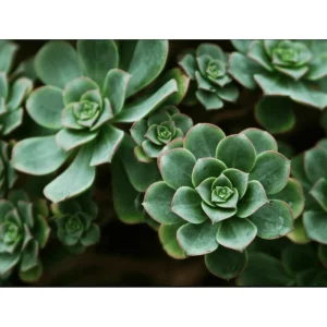 Pinwheel Aeonium Succulent Live Plant - Aeonium Haworthii 2 Inch Pot - Image 6