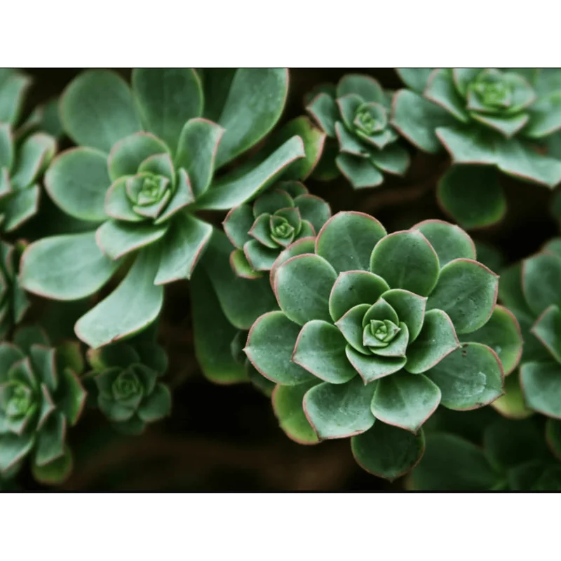 Pinwheel Aeonium Succulent Live Plant - Aeonium Haworthii 2 Inch Pot - Image 6