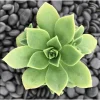 Pinwheel Aeonium Succulent Live Plant - Aeonium Haworthii 2 Inch Pot - Image 1