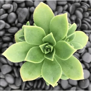 Pinwheel Aeonium Succulent Live Plant - Aeonium Haworthii 2 Inch Pot - Image 1