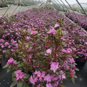 PJM ELITE RHODODENDRON 12+ INCHES LIVE PLANT Rhododendron 'Peter J. Mezzit' - Image 2