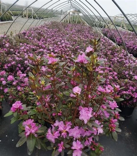 PJM ELITE RHODODENDRON 12+ INCHES LIVE PLANT Rhododendron 'Peter J. Mezzit' - Image 2