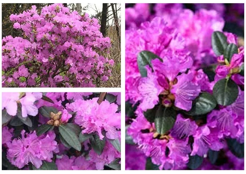 PJM ELITE RHODODENDRON 12+ INCHES LIVE PLANT Rhododendron 'Peter J. Mezzit' - Image 1