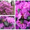 PJM Elite Rhododendron Live Plant - 12+ Inches Tall, Outdoor Bush, Pink/Purple Flowers - Image 1