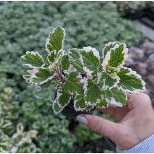 Plectranthus 'Marginatus' Variegated Swedish Ivy Live Plant 2 Inch Pot Indoor Outdoor - Image 2