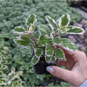 Plectranthus 'Marginatus' Variegated Swedish Ivy Live Plant 2 Inch Pot Indoor Outdoor - Image 3
