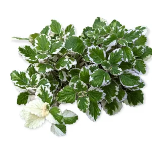 Plectranthus 'Marginatus' Variegated Swedish Ivy Live Plant 2 Inch Pot Indoor Outdoor - Image 4