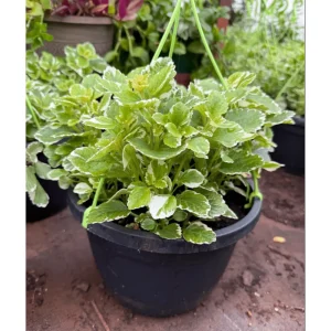 Plectranthus 'Marginatus' Variegated Swedish Ivy Live Plant 2 Inch Pot Indoor Outdoor - Image 5
