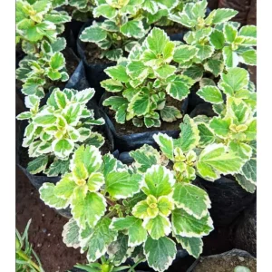 Plectranthus 'Marginatus' Variegated Swedish Ivy Live Plant 2 Inch Pot Indoor Outdoor - Image 6