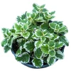 Plectranthus 'Marginatus' Variegated Swedish Ivy Live Plant 2 Inch Pot Indoor Outdoor - Image 1