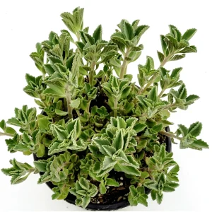 Plectranthus Neochilus 'Mike's Fuzzy Wuzzy' Succulent Live Plant 2 Inch Pot Indoor Outdoor - Image 2