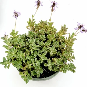 Plectranthus Neochilus 'Mike's Fuzzy Wuzzy' Succulent Live Plant 2 Inch Pot Indoor Outdoor - Image 3