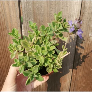 Plectranthus Neochilus 'Mike's Fuzzy Wuzzy' Succulent Live Plant 2 Inch Pot Indoor Outdoor - Image 4
