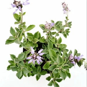 Plectranthus Neochilus 'Mike's Fuzzy Wuzzy' Succulent Live Plant 2 Inch Pot Indoor Outdoor - Image 5