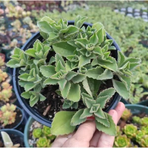 Plectranthus Neochilus 'Mike's Fuzzy Wuzzy' Succulent Live Plant 2 Inch Pot Indoor Outdoor - Image 6