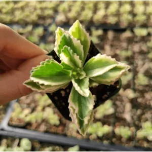Plectranthus Neochilus Variegated 'Mike's Fuzzy Wuzzy' Succulent Live Plant 2 Inch - Image 2
