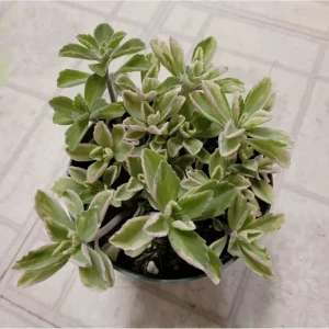 Plectranthus Neochilus Variegated 'Mike's Fuzzy Wuzzy' Succulent Live Plant 2 Inch - Image 3