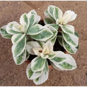 Plectranthus Neochilus Variegated 'Mike's Fuzzy Wuzzy' Succulent Live Plant 2 Inch - Image 4