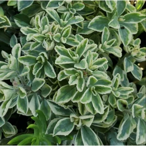 Plectranthus Neochilus Variegated 'Mike's Fuzzy Wuzzy' Succulent Live Plant 2 Inch - Image 5