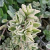 Plectranthus Neochilus Variegated 'Mike's Fuzzy Wuzzy' Succulent Live Plant 2 Inch - Image 1