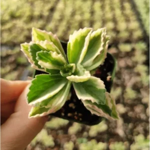 Plectranthus Neochilus Variegated 'Mike's Fuzzy Wuzzy' Succulent Live Plant 2 Inch - Image 6