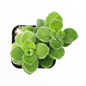 Plectranthus tomentosa Live Plant - Fragrant Succulent Herb - 4-8 Inch Tall - Image 2