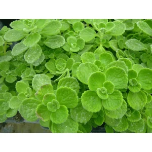 Plectranthus tomentosa Live Plant - Fragrant Succulent Herb - 4-8 Inch Tall - Image 3