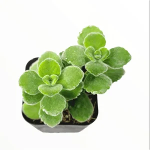 Plectranthus tomentosa Live Plant - Fragrant Succulent Herb - 4-8 Inch Tall - Image 4