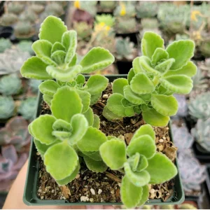 Plectranthus tomentosa Live Plant - Fragrant Succulent Herb - 4-8 Inch Tall - Image 6