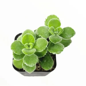Plectranthus Tomentosa Vicks Plant Succulent - 2 Inch Live Plant for Indoor/Outdoor - Image 2