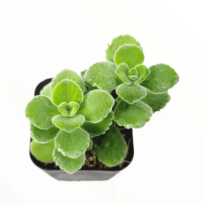Plectranthus Tomentosa Vicks Plant Succulent - 2 Inch Live Plant for Indoor/Outdoor - Image 2