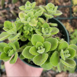 Plectranthus Tomentosa Vicks Plant Succulent - 2 Inch Live Plant for Indoor/Outdoor - Image 5